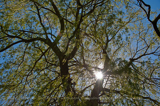 Sun Through the Willow