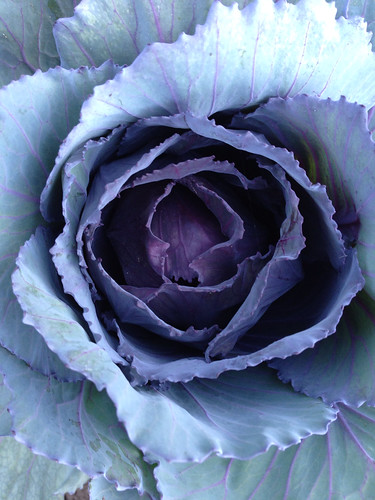 Photo of a red cabbage from above