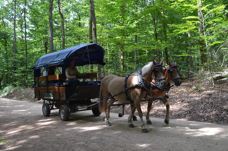 Rheingau Romantik Tour_horse-drawn carriage in the forest