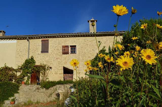 Sunflowers, Provence, France