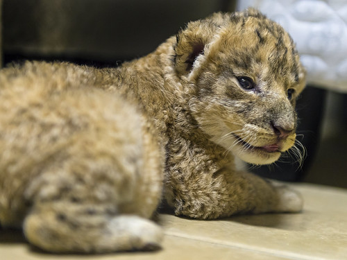 Tiny newborn cub by Tambako the Jaguar