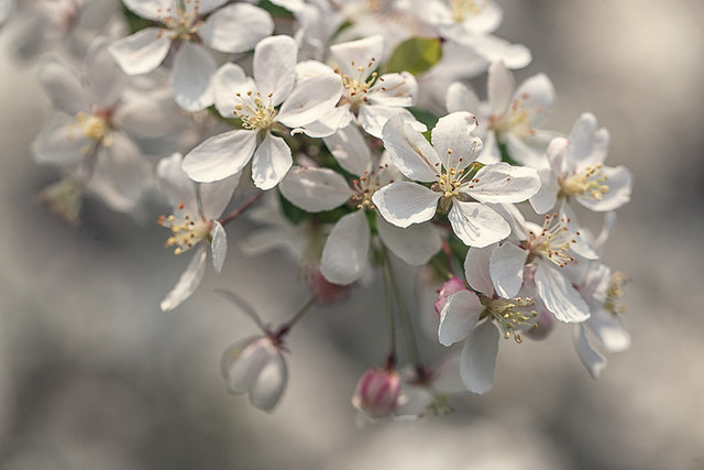 "Longenecker" Crabapple Blossoms