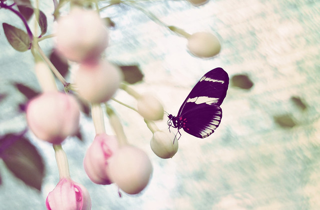 Butterfly_greenhouse