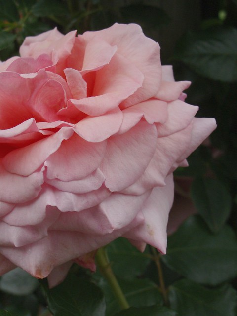 Ombre Rose