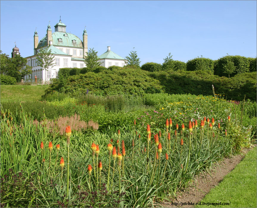 На переднем плане королевского дворца Фреденсборг. Kniphofia