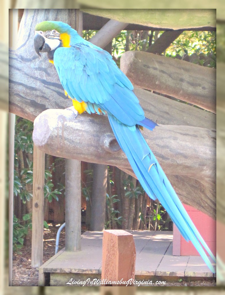 BG Parrot