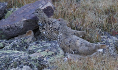 White-tailed Ptarmigan band codes