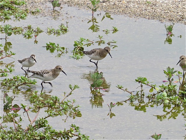 Semipalmated and Baird's Sandpiper at El Paso Sewage Treatment Ponds in Woodford County, IL 01