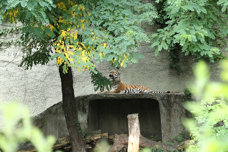 天王寺動物園のトラ3