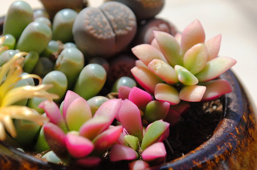 succulents in pink by remake-remodel