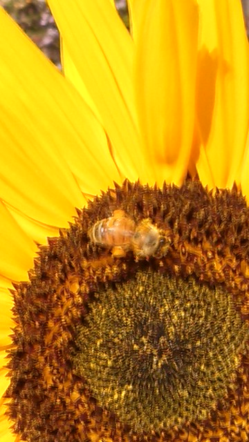 Honey bee on a sunflower- 10-31-13