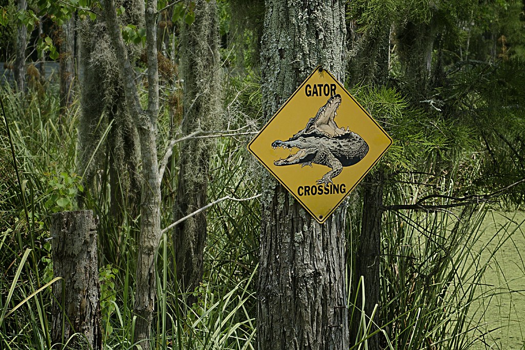 gator crossing