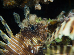 Another Lionfish close-up