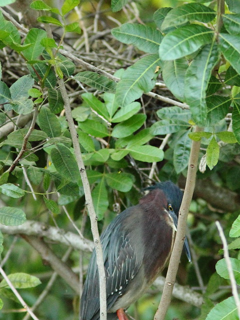 Green Heron at nest 20-3 2-20130527