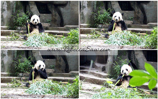 Chengdu - Panda Breeding Farm-023