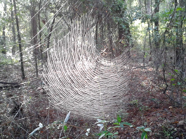 Morning spiderweb