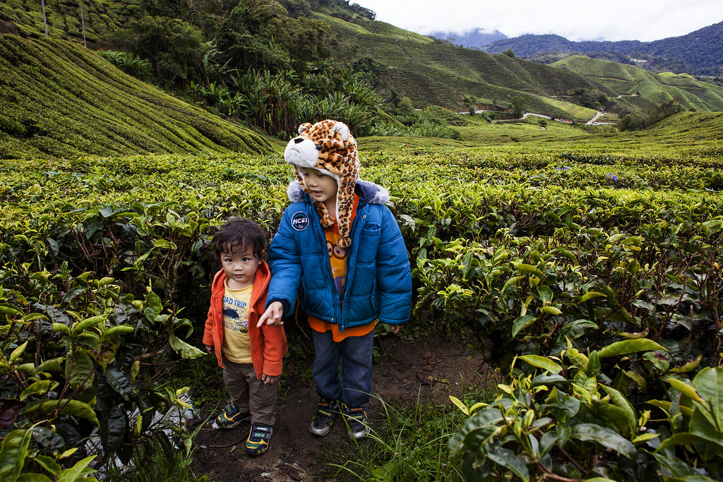 Kids Photography | Sungai Palas Boh Tea Plantation | Cameron Highlands