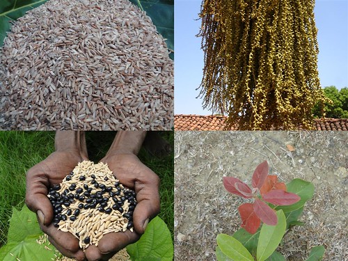 Indigenous Medicinal Rice Formulations for Diabetes and Cancer Complications, Heart, Spleen and Kidney Diseases (TH Group-109) from Pankaj Oudhia’s Medicinal Plant Database by Pankaj Oudhia