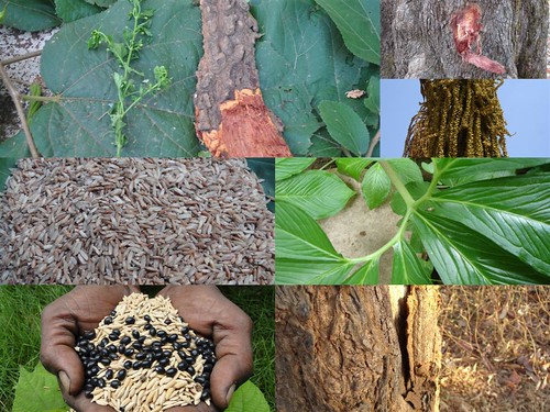 Indigenous Medicinal Rice Formulations for Liver, Heart and Kidney Diseases and Cancer and Diabetes Complications (TH Group-115 special) from Pankaj Oudhia’s Medicinal Plant Database by Pankaj Oudhia