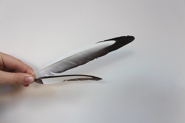 Magpie Feather
