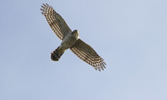 In flight Hawk IDs
