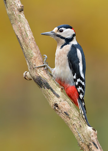 Male Great Spotted Woodpecker1.17-13 by Andy Pritchard - Barrowford