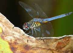 Blue Dasher (Pachydiplax longipennis)
