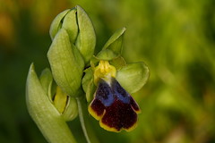 Ophrys fusca bilinulata