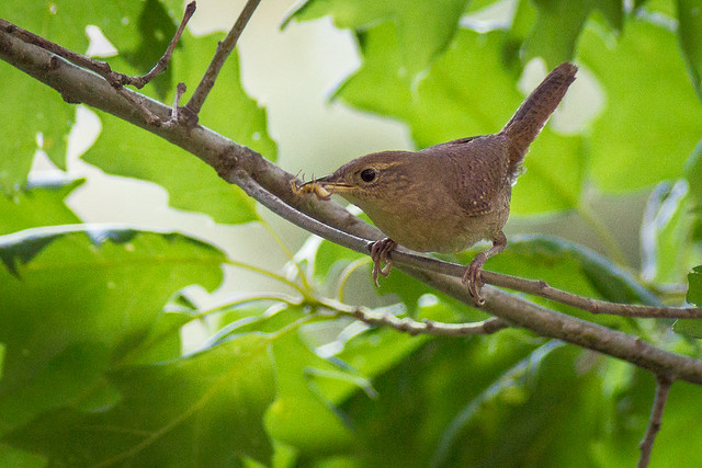 House Wren, Spider, Perched, Trees Leaves
