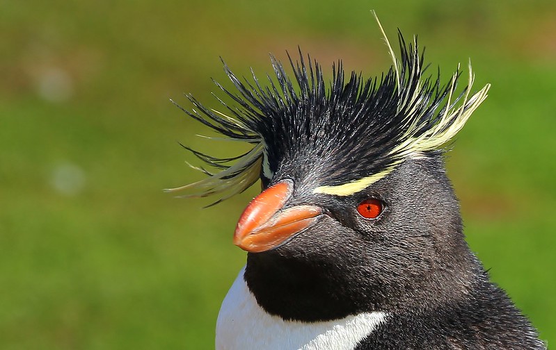 Southern Rockhopper Penguins - Saunders Is (36)