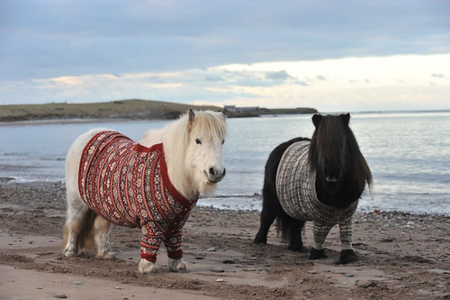 shetland-ponies-cardigans3