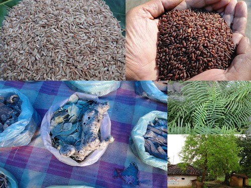 Validated Medicinal Rice Formulations for Diabetes (Madhumeha) and Cancer Complications and Revitalization of Pancreas (TH Group-143) from Pankaj Oudhia’s Medicinal Plant Database by Pankaj Oudhia
