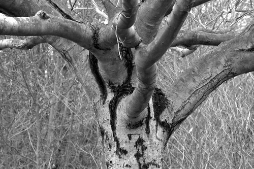 Mighty Tree Branches - surviving the harsh winter by rajkumarneelappa