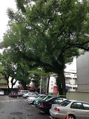 宜蘭陽明醫院老樟樹。
