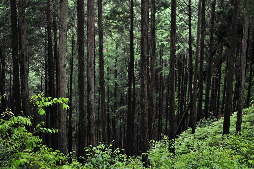 Tenryu-Futamata Forest Trees