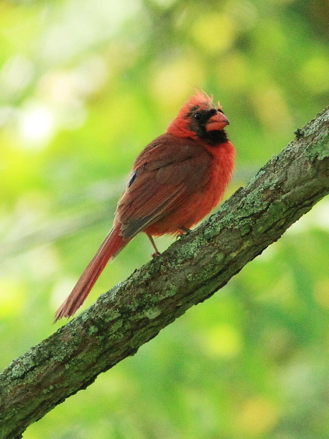 Northern Cardinal male molting 20130815