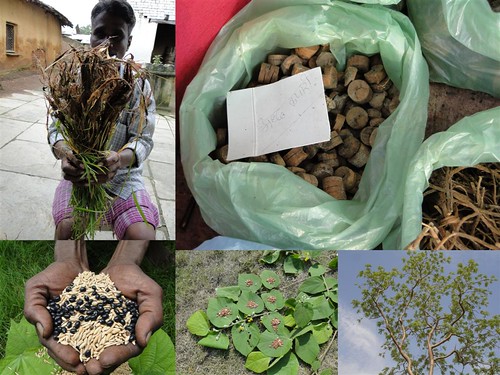 Medicinal Rice Formulations for Diabetes Complications, Heart and Kidney Diseases (TH Group-90) from Pankaj Oudhia’s Medicinal Plant Database by Pankaj Oudhia
