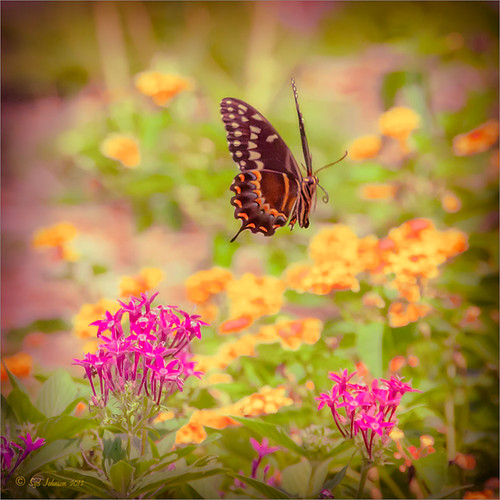 Image of Palamedes Swallowtail Butterfly flying over pink penta flowers