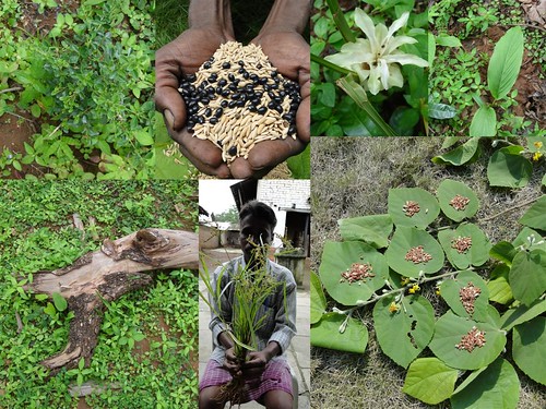 Indigenous Medicinal Rice Formulations for Diabetes and Cancer Complications, Heart and Liver Diseases (TH Group-106) from Pankaj Oudhia’s Medicinal Plant Database by Pankaj Oudhia