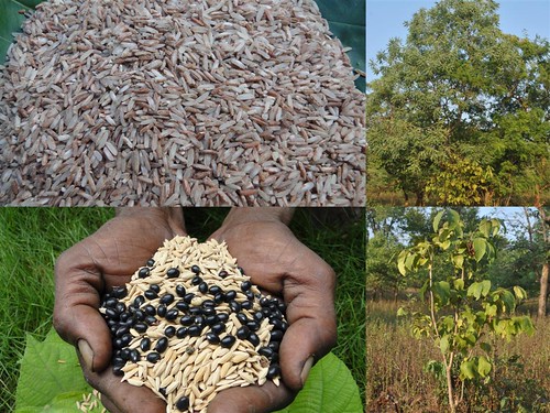 Promising Medicinal Rice Formulations for Pancreas Revitalization and Cancer and Diabetes Complications (TH Group-125 special) from Pankaj Oudhia’s Medicinal Plant Database by Pankaj Oudhia