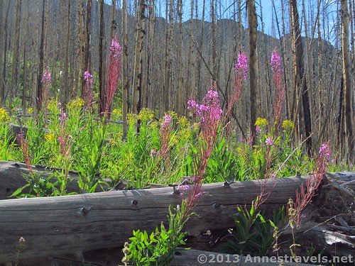 Wildflowers in the burned-out section below Flander Peak near Trappers Lake, Flat Tops Wilderness Area, Routt National Forest, Colorado