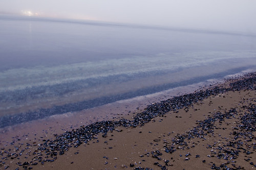 Seashells by the Seashore by petetaylor