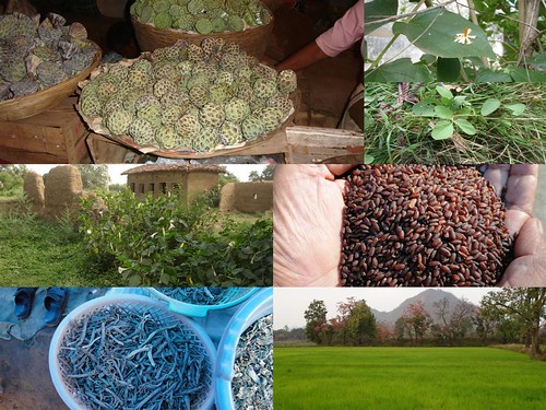 Validated and Potential Medicinal Rice Formulations for Herpes simplex and/with Diabetes mellitus Type 2 Complications (TH Group-244) from Pankaj Oudhia’s Medicinal Plant Database by Pankaj Oudhia