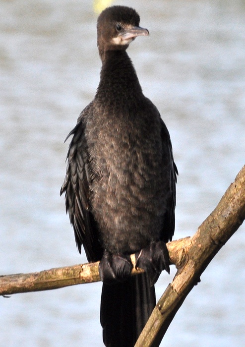 Cormorant 鸕鶿