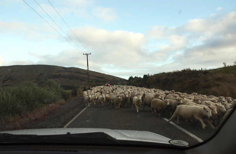 sheep blocking road