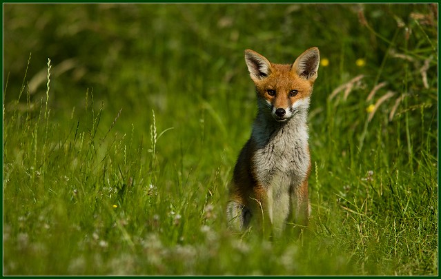 Fox Cub 1