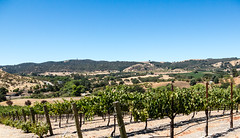 Paso Robles August 2013