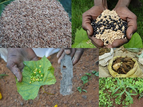 Indigenous Medicinal Rice Formulations for Cancer and Diabetes Complications, Heart, Kidney and Liver Diseases (TH Group-111 special) from Pankaj Oudhia’s Medicinal Plant Database by Pankaj Oudhia