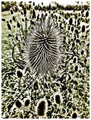 Close up of a Teasel,Cossington Meadows LRWT,Leicestershire. #nature#leicestershire#camera+ by davidearlgray