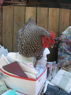 chicken accountant is not sure she wants this job